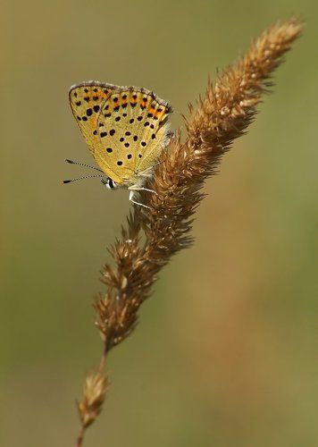 Червонец бурый