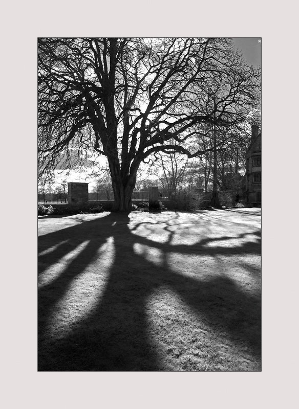 древо... фото превью