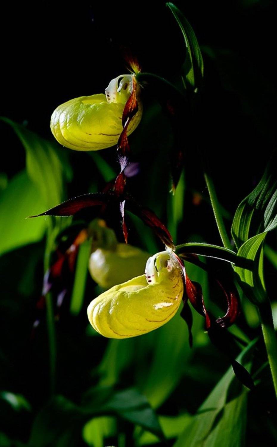 , Наум Пятов