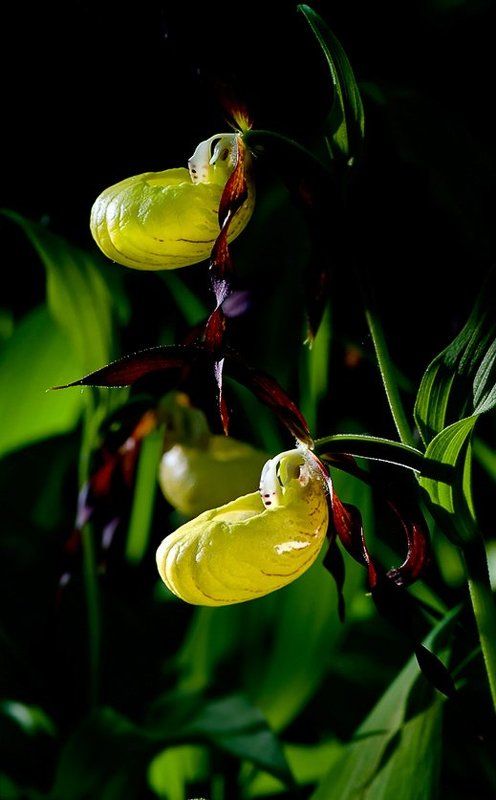 Под пологом заповедного леса фото превью