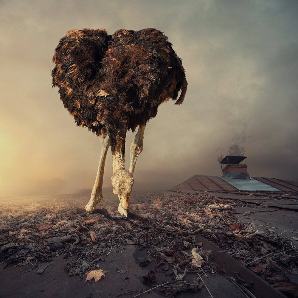 sky, reflection, bird, light, clouds, ground, manipulation, elephant, mounting, wheel, bag, feather, psd, spinner, tutorials, Caras Ionut