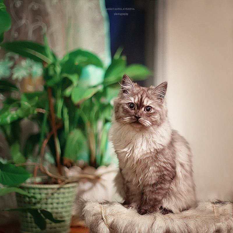 Котик фото превью