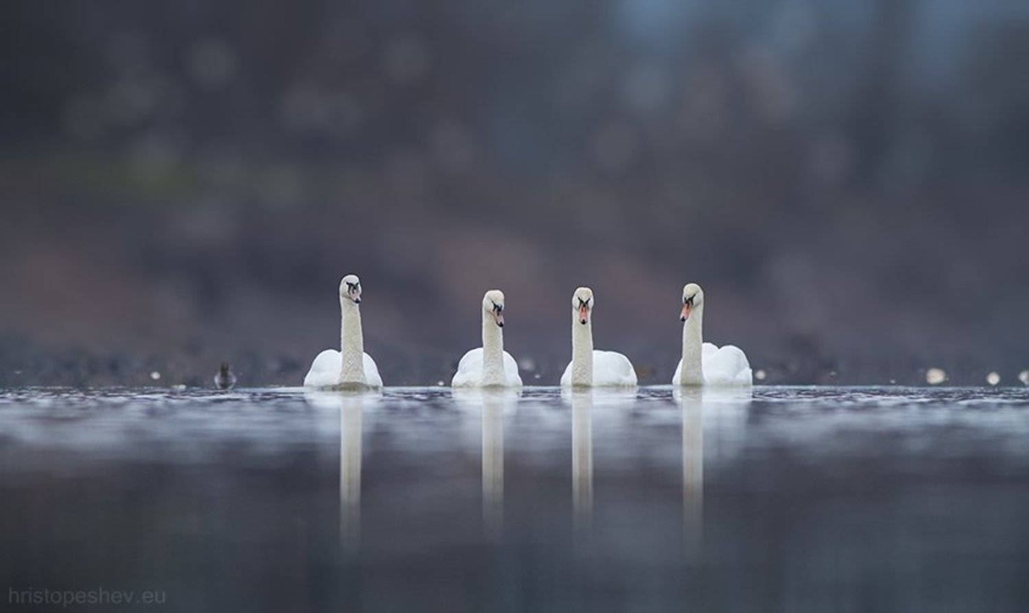 , Христо Пешев