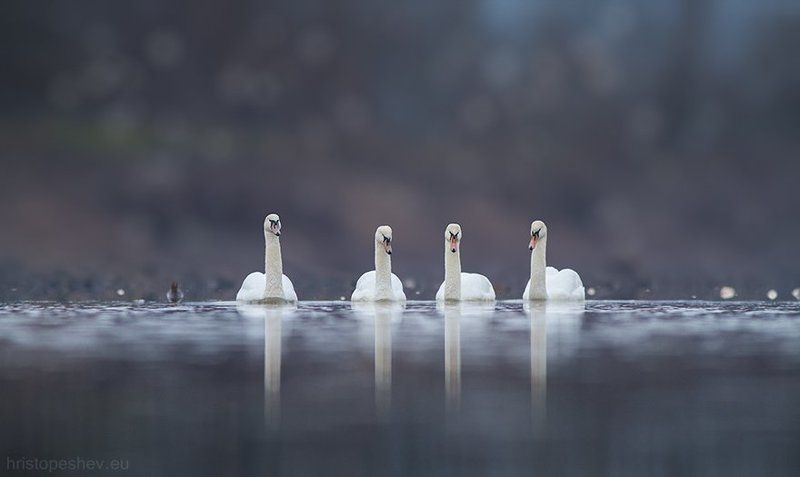 Лебединое озеро фото превью