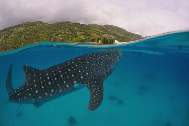 Сплиты. Китовые акулы. фото превью