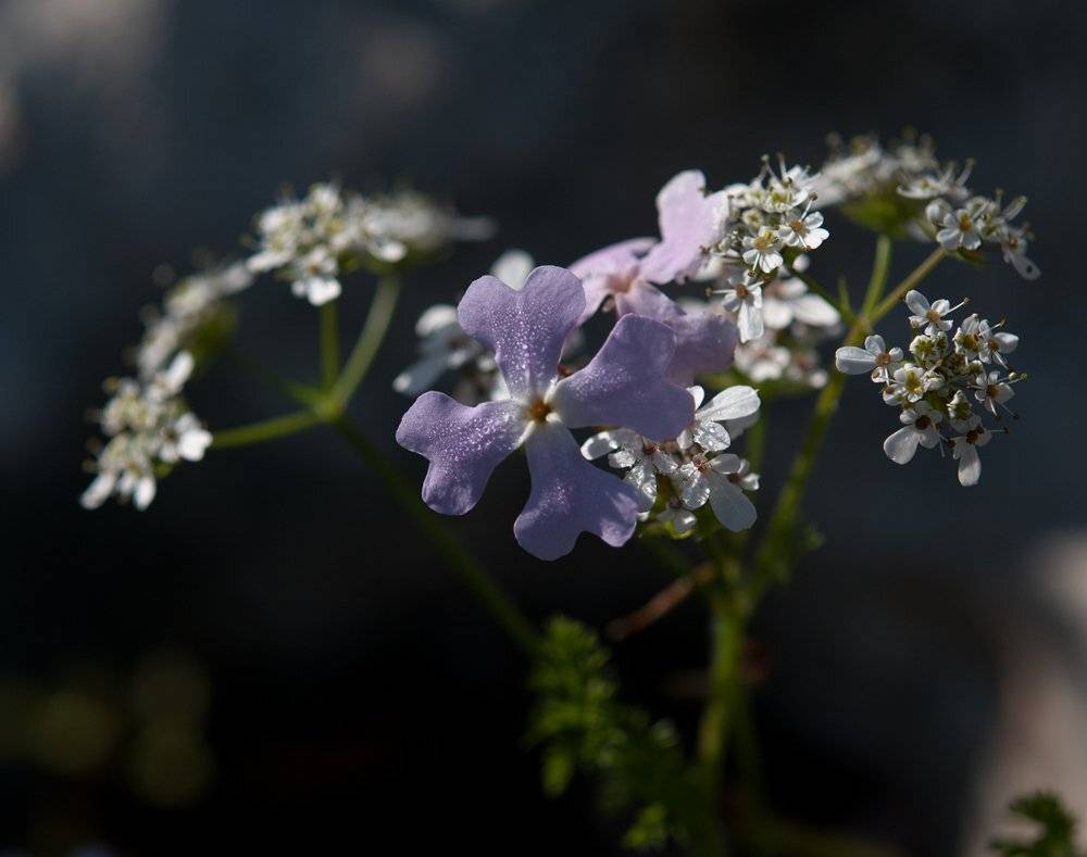 , Игорь ФУММ