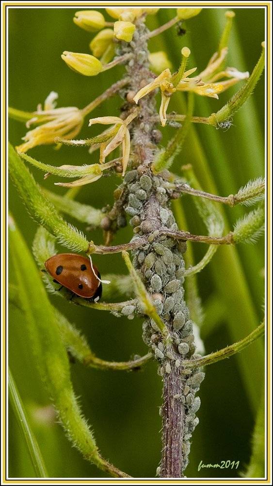 , Игорь ФУММ