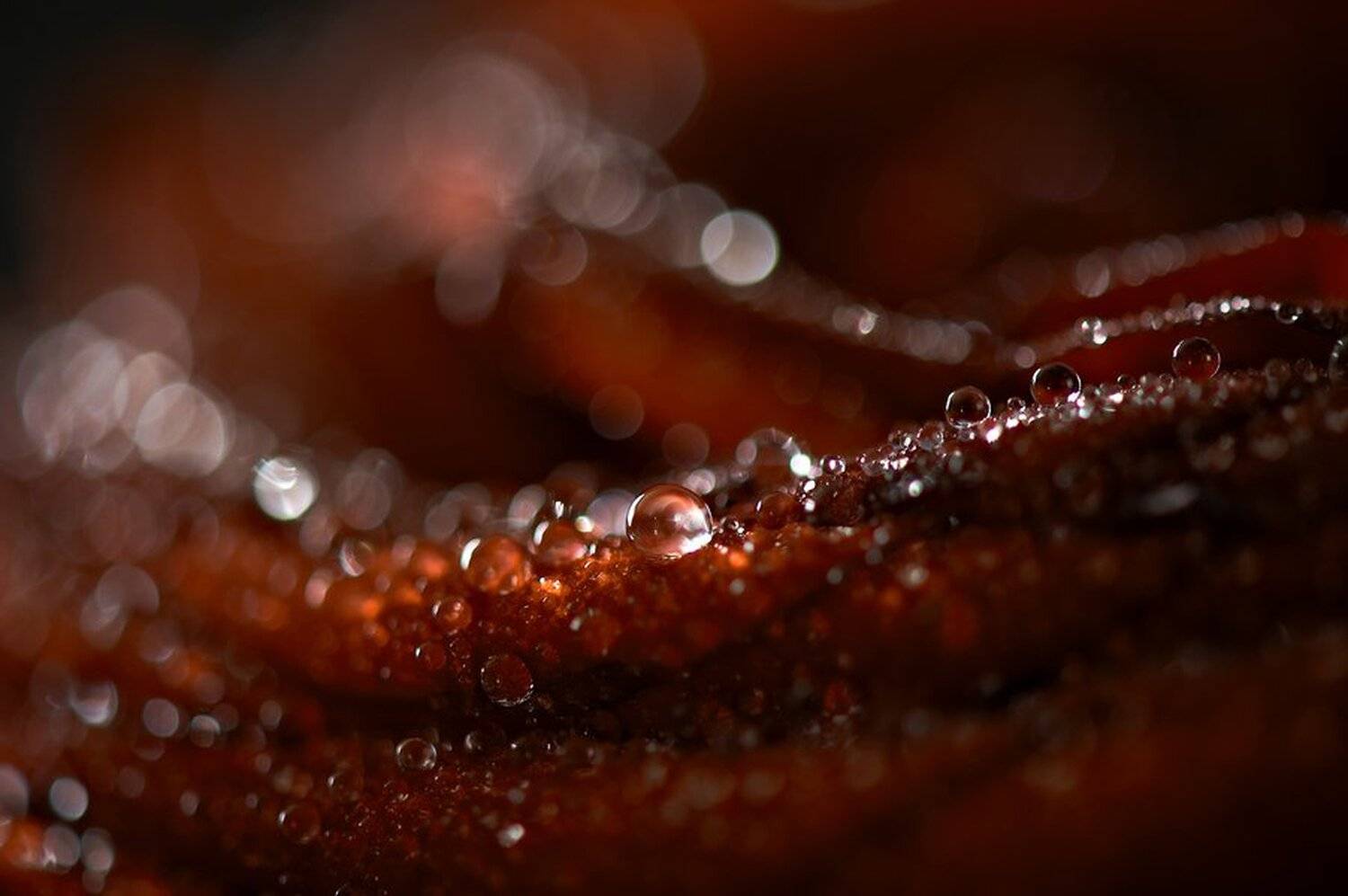 , Валерий Коновалов