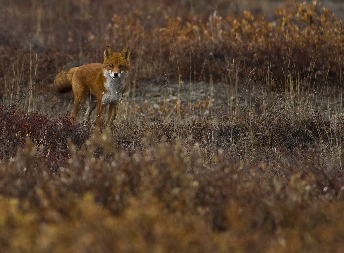 , Паршаков Андрей