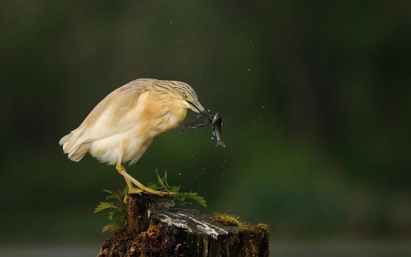 *** фото превью