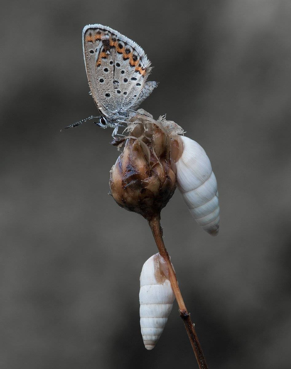 , Андрей Канышев