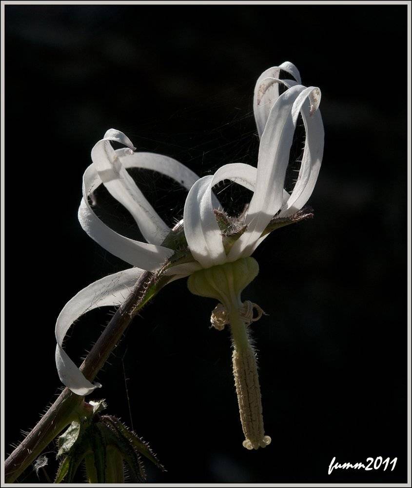 , Игорь ФУММ