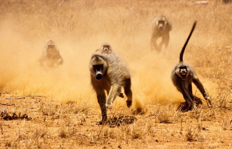 африка, кения, животные Погоня фото превью