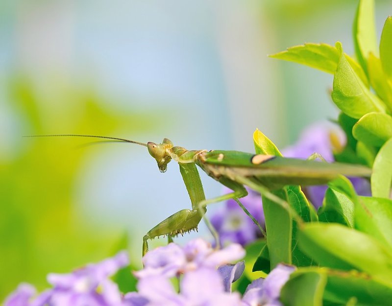 macro, closeup, макро,  gnilenkov *** фото превью