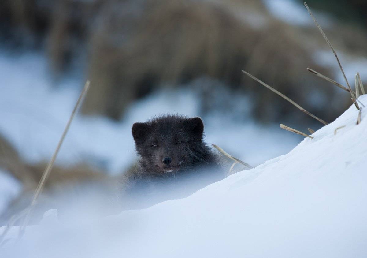 песец, командорский песец, остров беринга, Utkin  Dmitriy