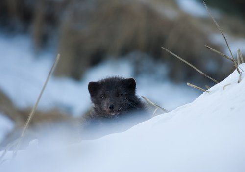 Наблюдатель