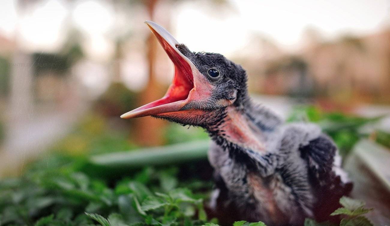 , Пантелеев Алексей