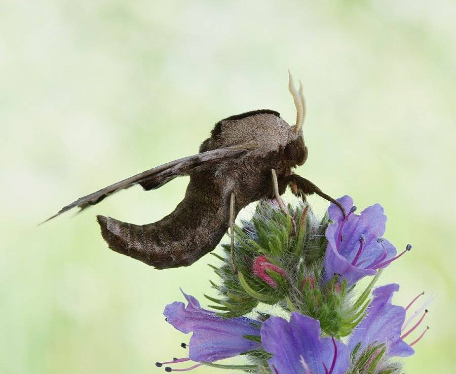 , Сергей Таланов