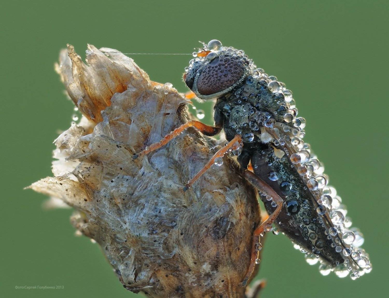 , Сергей Голубенко