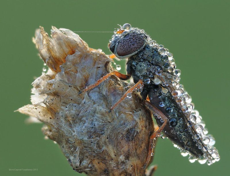 На привязи фото превью