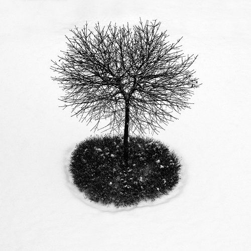 Winter tree