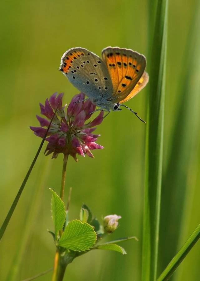 , Чепленко Алексей