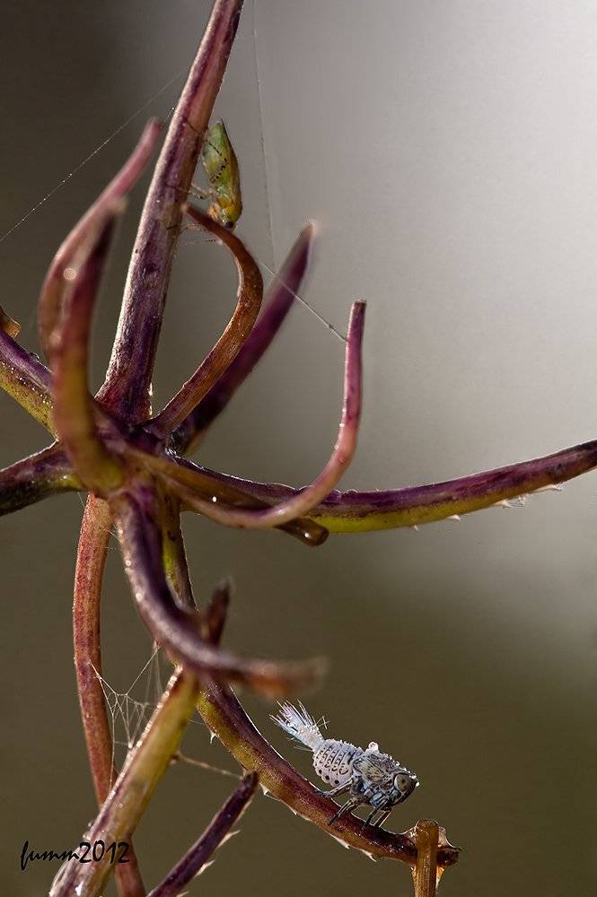 , Игорь ФУММ