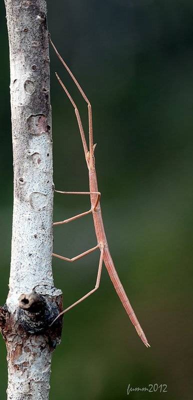 , Игорь ФУММ