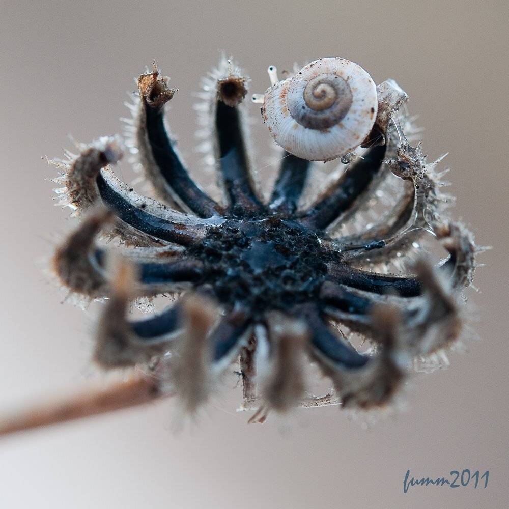 , Игорь ФУММ