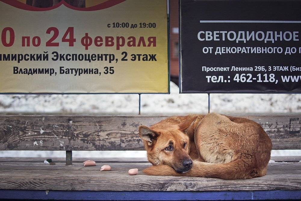 , Владислав.