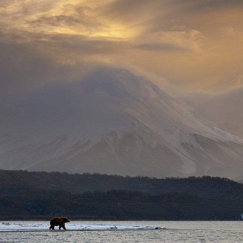 камчатка, россия, николай зиновьев, медведь, ноябрь,  дикая природа, вулкан, ильинская сопка Ильинская сопка фото превью