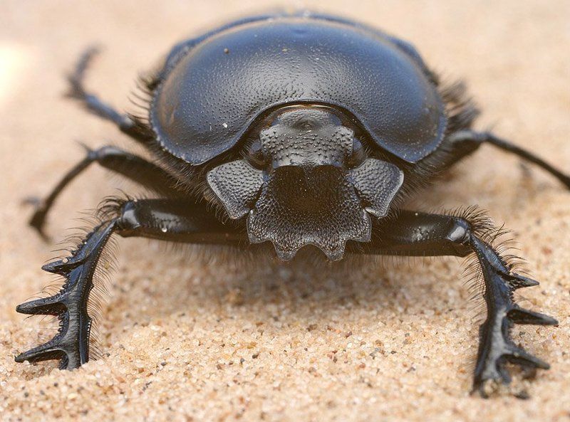 Танк фото превью