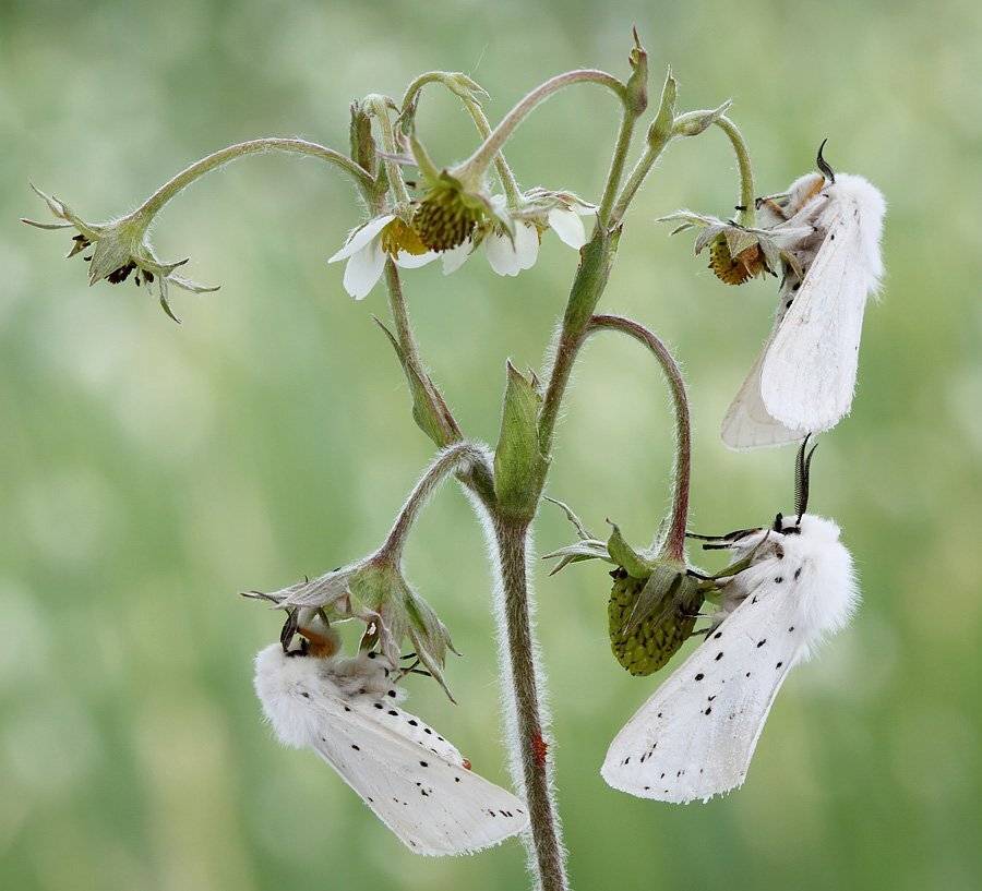 , Сергей Таланов