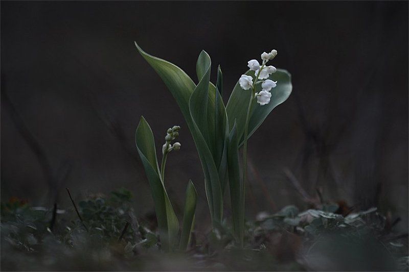 **** фото превью