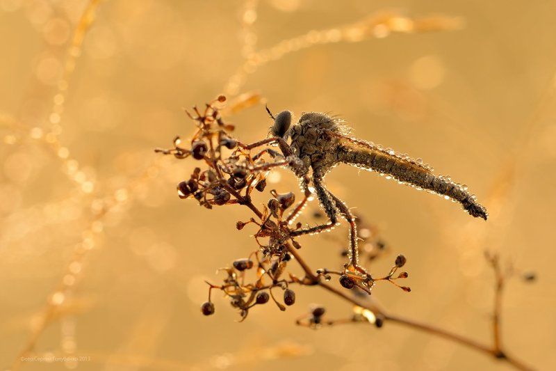 Гламурный ктырь фото превью