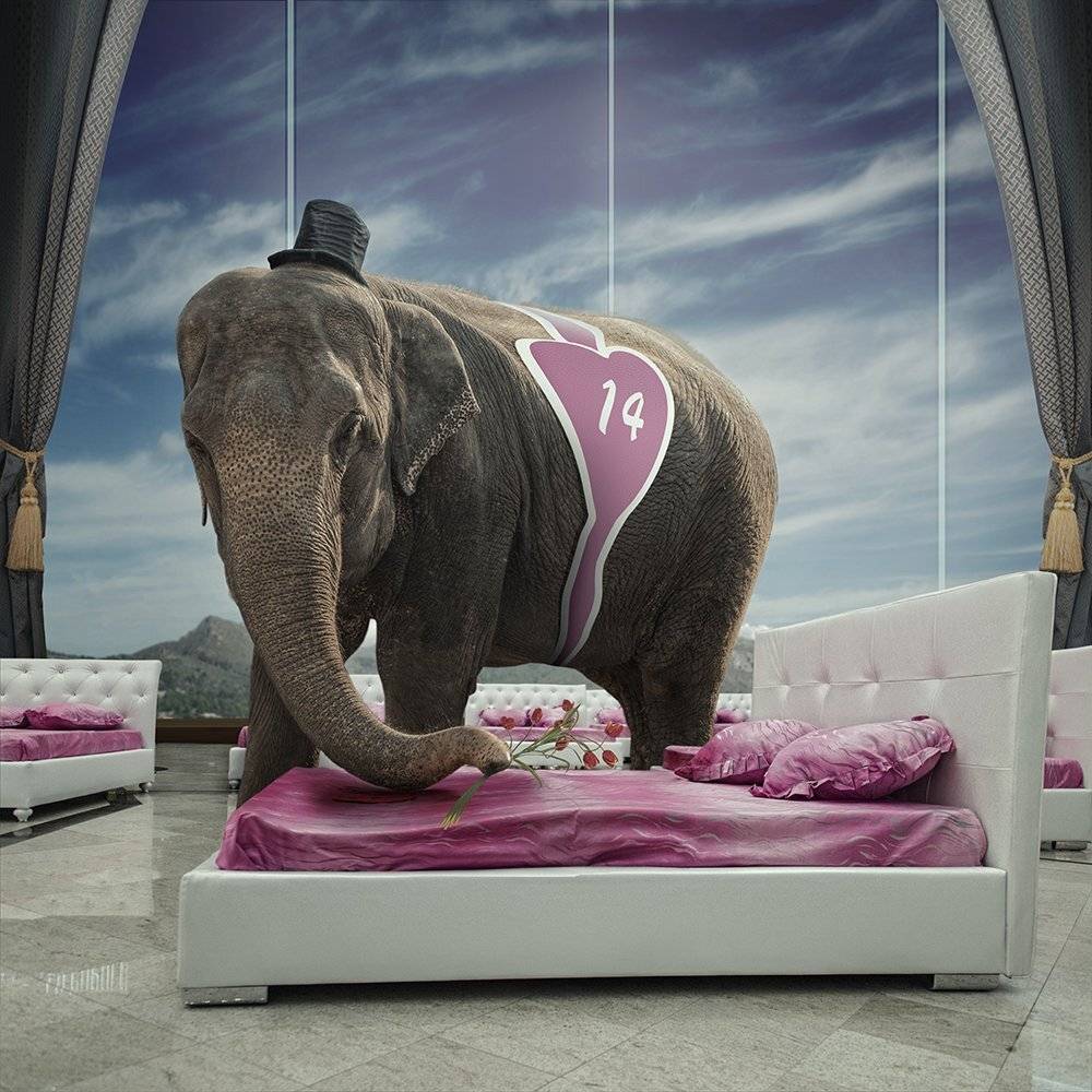 elephant, valentines, heart, pink, window, bed, pillow, manipulation, cloth, photoshop, landing, cutter, psd, raimbow, tutorials, Caras Ionut