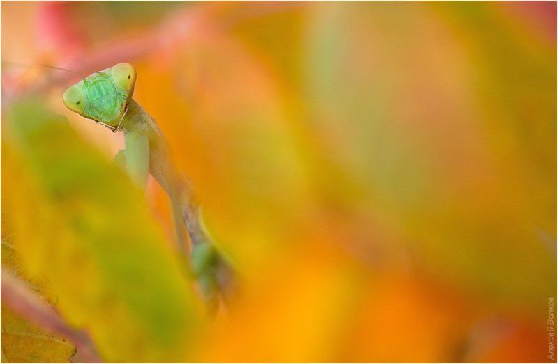Скрытое в листве фото превью
