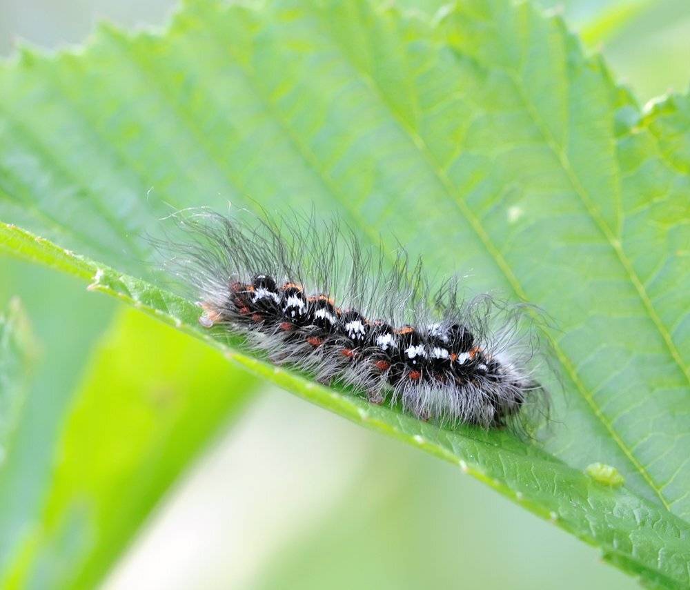 macro, closeup, макро,  gnilenkov, Alexey Gnilenkov