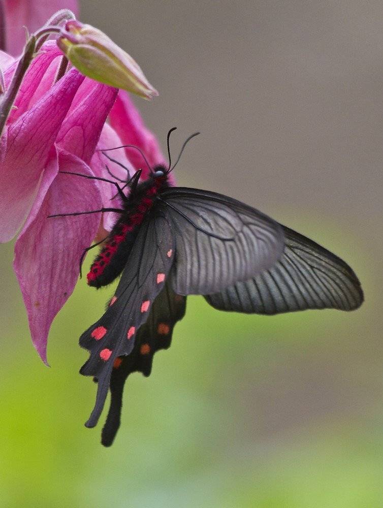 , Евгений Слободской