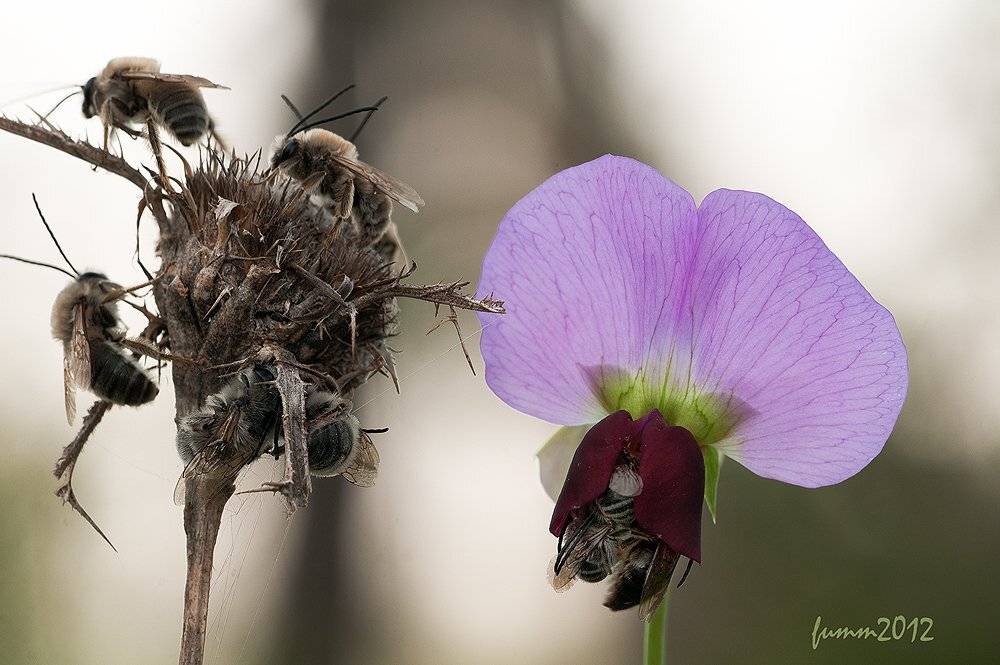 , Игорь ФУММ