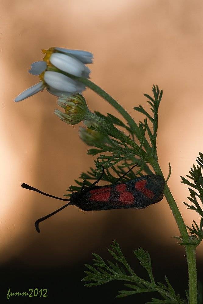 , Игорь ФУММ