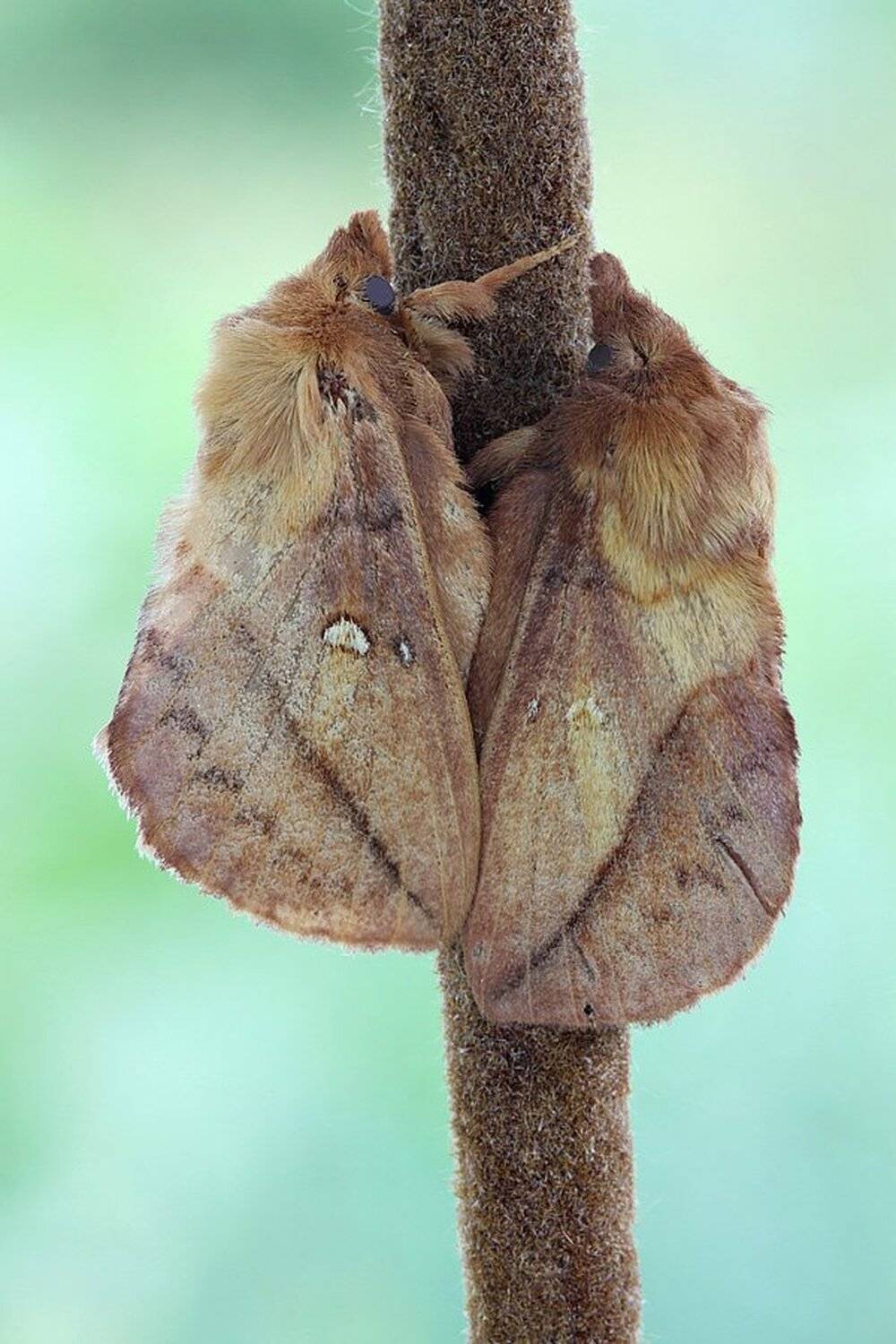 , Сергей Таланов