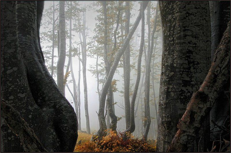 На лесною сцену-туман фото превью