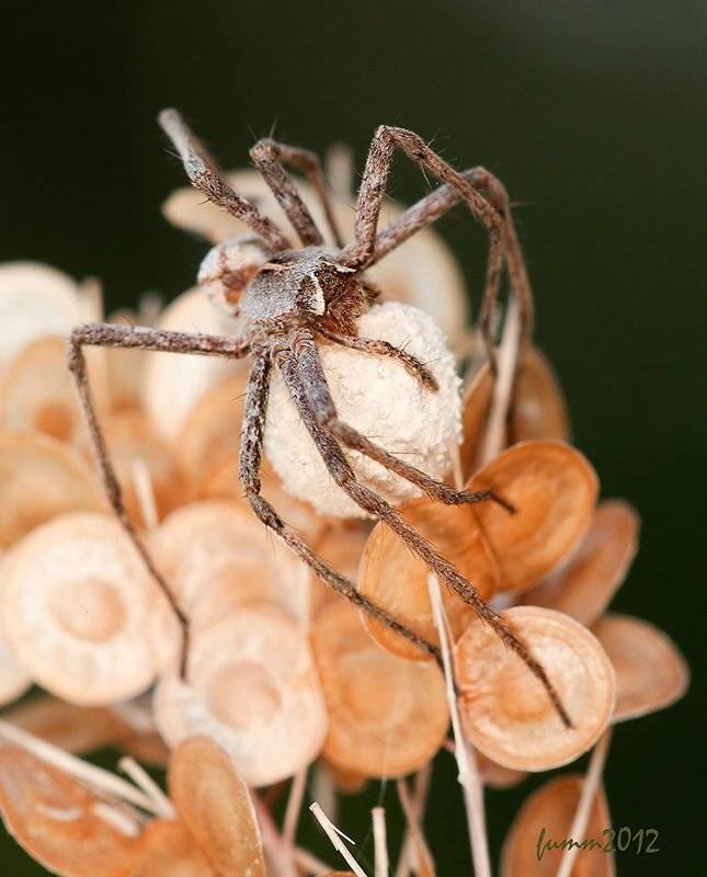 , Игорь ФУММ