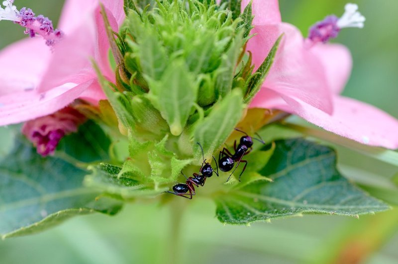 macro, closeup, макро,  gnilenkov Муравьишки... фото превью