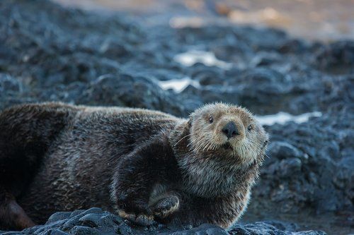 У каждого своя постель.