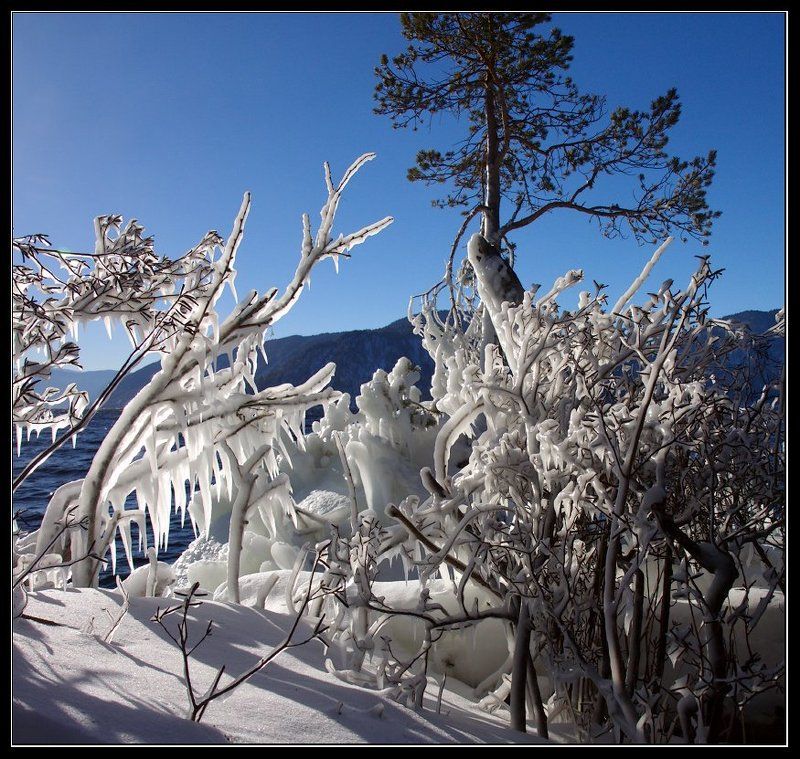 Маральник замороженный. фото превью