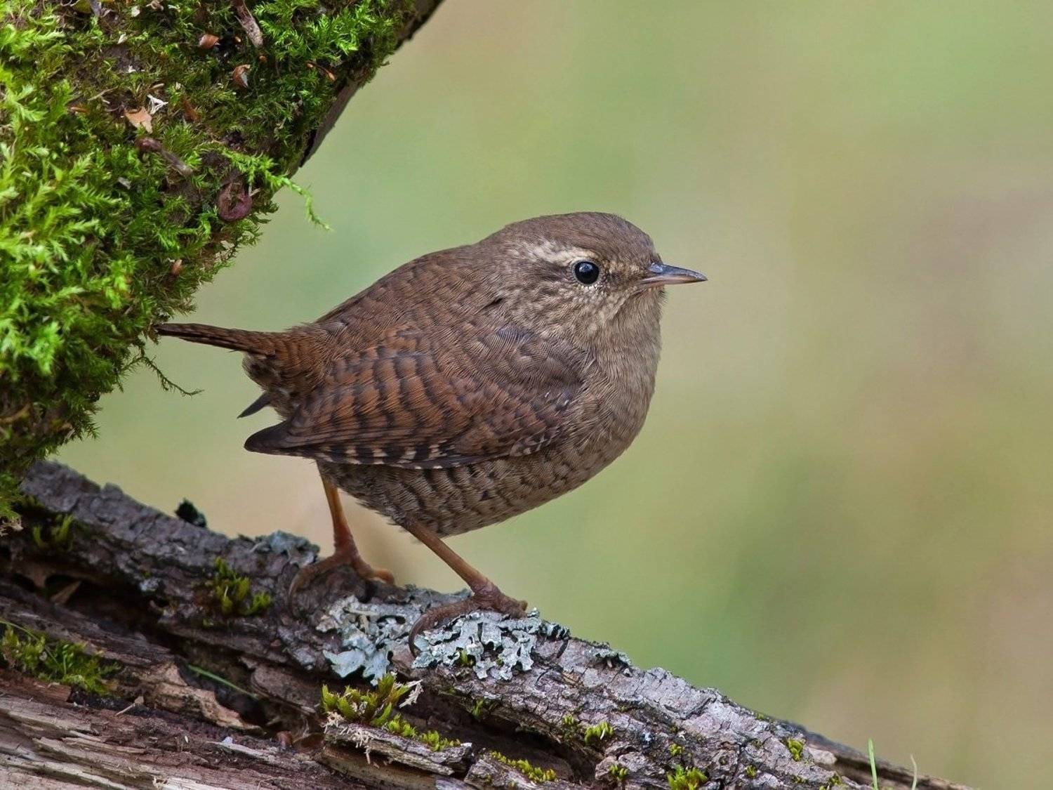 крапивник, Александр Малецкий