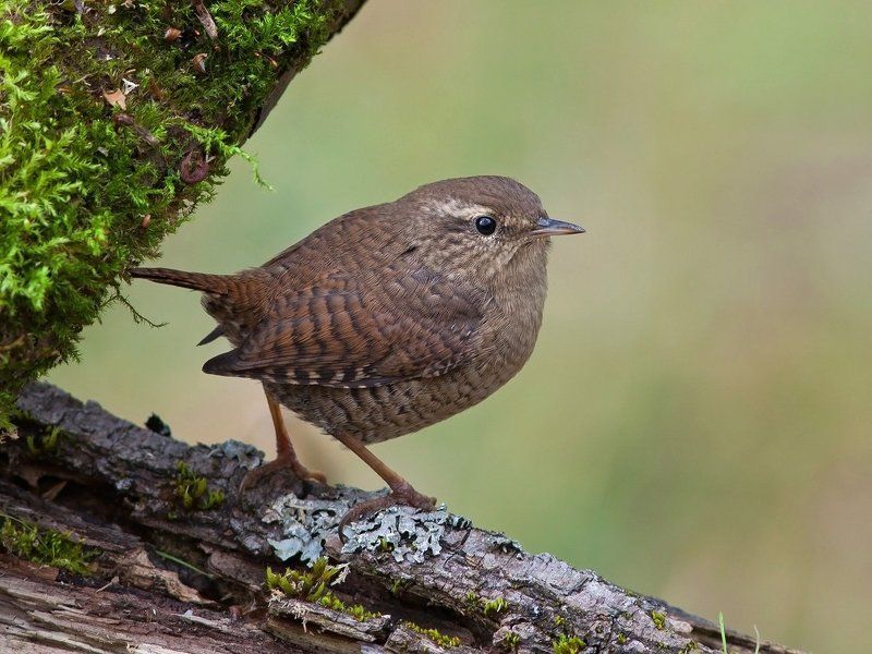 крапивник Крапивник фото превью