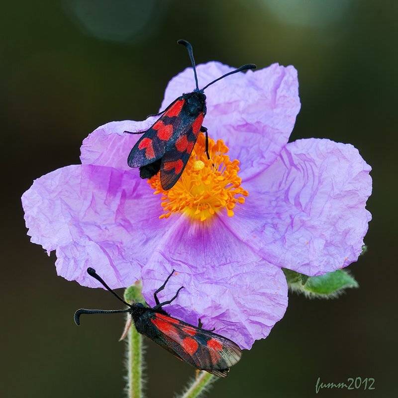 , Игорь ФУММ